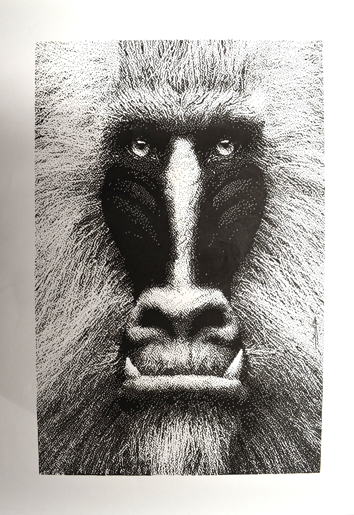 Baboon