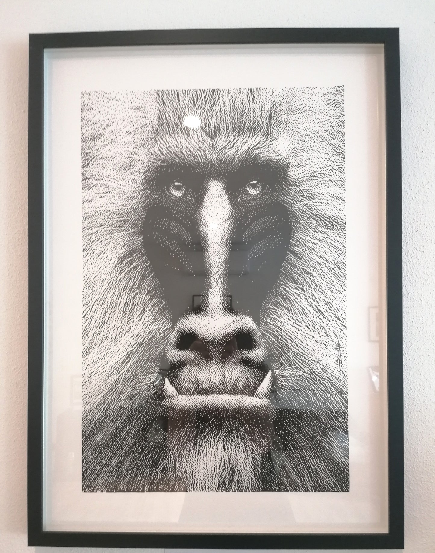 Baboon