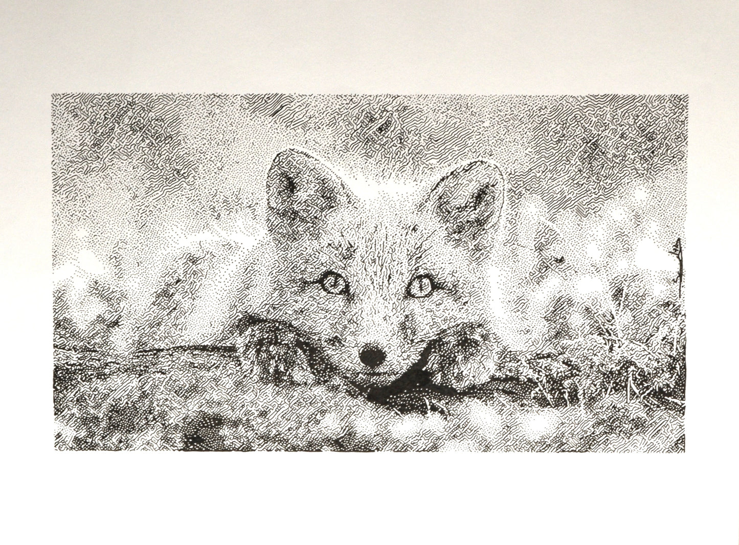 Pretty Fox