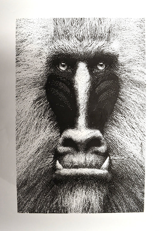 Baboon