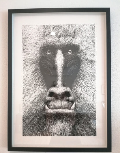 Baboon
