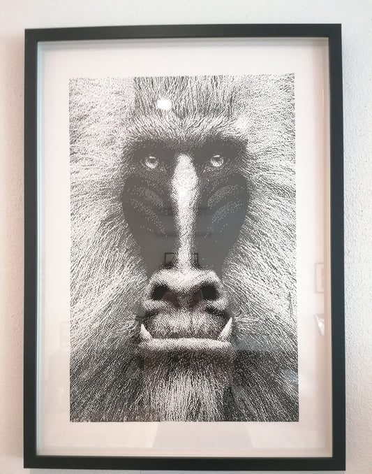 Baboon